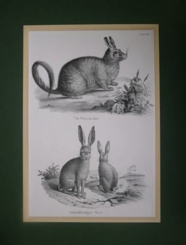 Viscacha/Hare-lithography, XIX c.